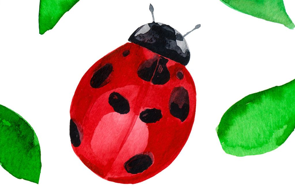 Lady Bug Rag - Intermediate Piano Sheet Music